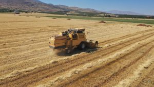 Yeşilyurt Belediyesi Tarımsal Üretim Ve Ar-Ge Sahasında Arpa Üretimi Hız Kazandı